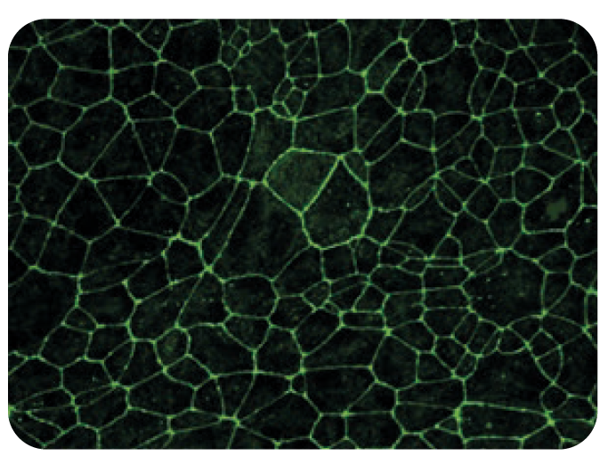 Blood-brain barrier cell model developed by Prof. Jack Rohrer and his group at the ZHAW
